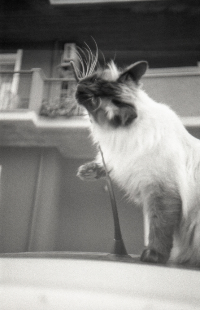 Ein analoges Schwarzweiß-Foto einer Katze, die auf einem Autodach sitzt und ihren Kopf an der Antenne reibt.
