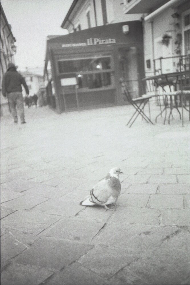 Eine Taube sitzt in der Altstadt von Cesenatico auf dem Steinboden. Im Hintergrund befindet sich ein Restaurant mit dem Namen "Il Pirata".