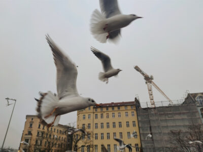 Möwen fliegen in Scharen über mich hinweg.