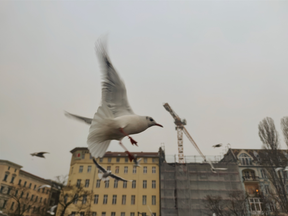 Möwen fliegen in Scharen über mich hinweg.
