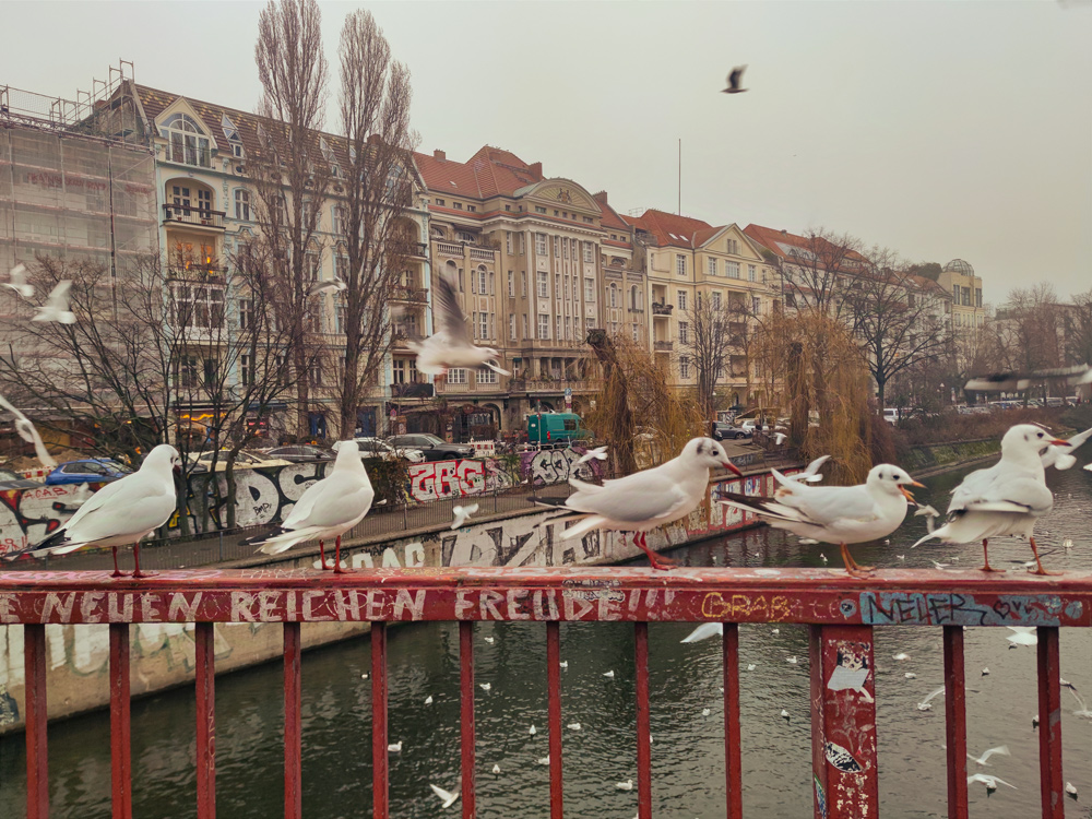 Fünf Möwen sitzen auf einem roten Brückengeländer. Drumherum ist alles voller weiterer Möwen.