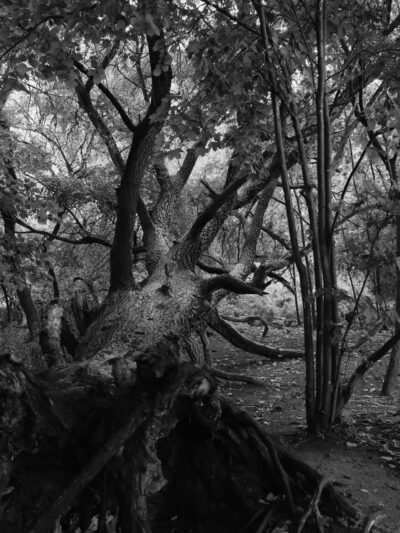 Ein schwarz-weiß-Bild eines umgestürzten großen Baums in einem Wald.