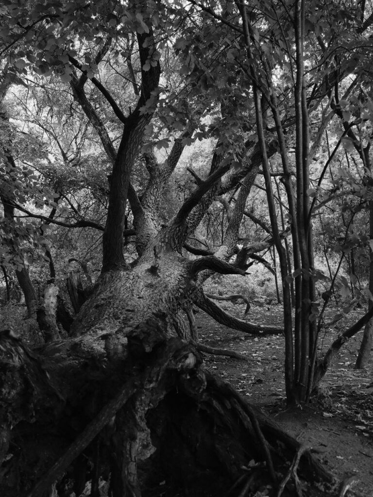 Ein schwarz-weiß-Bild eines umgestürzten großen Baums in einem Wald.